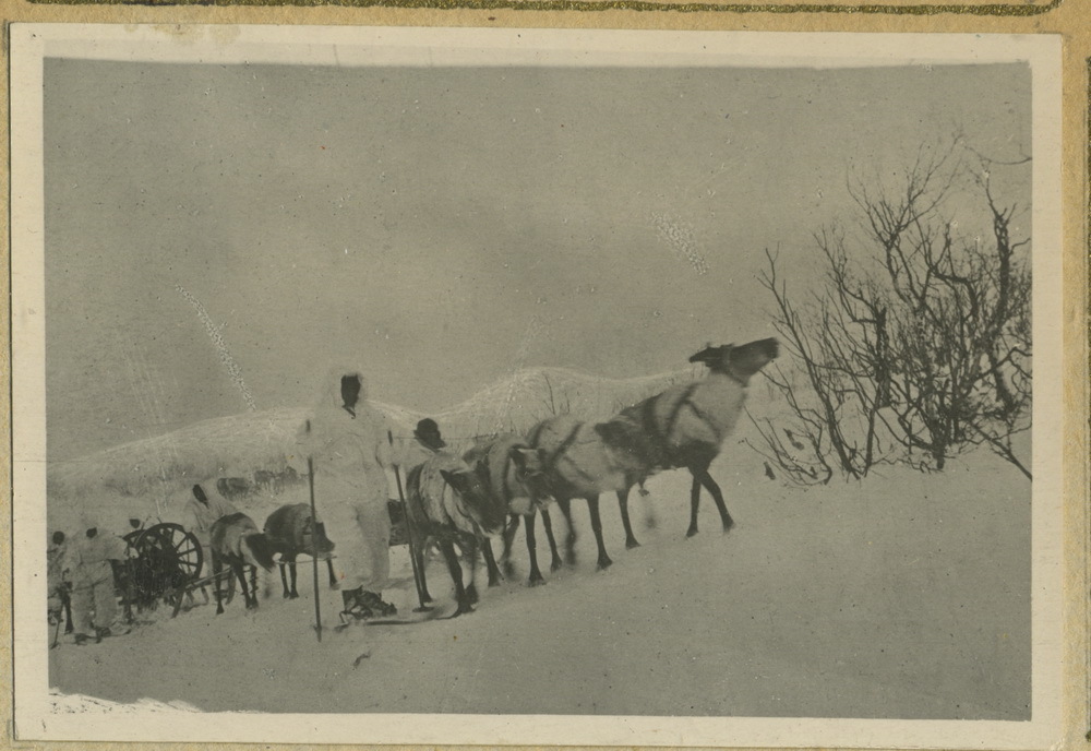 1941 год оленеводы какой фронт. Оленно-транспортные батальоны в годы ВОВ. Оленно транспортные батальоны НАО. Оленно-лыжные батальоны. Олений батальон в годы ВОВ.