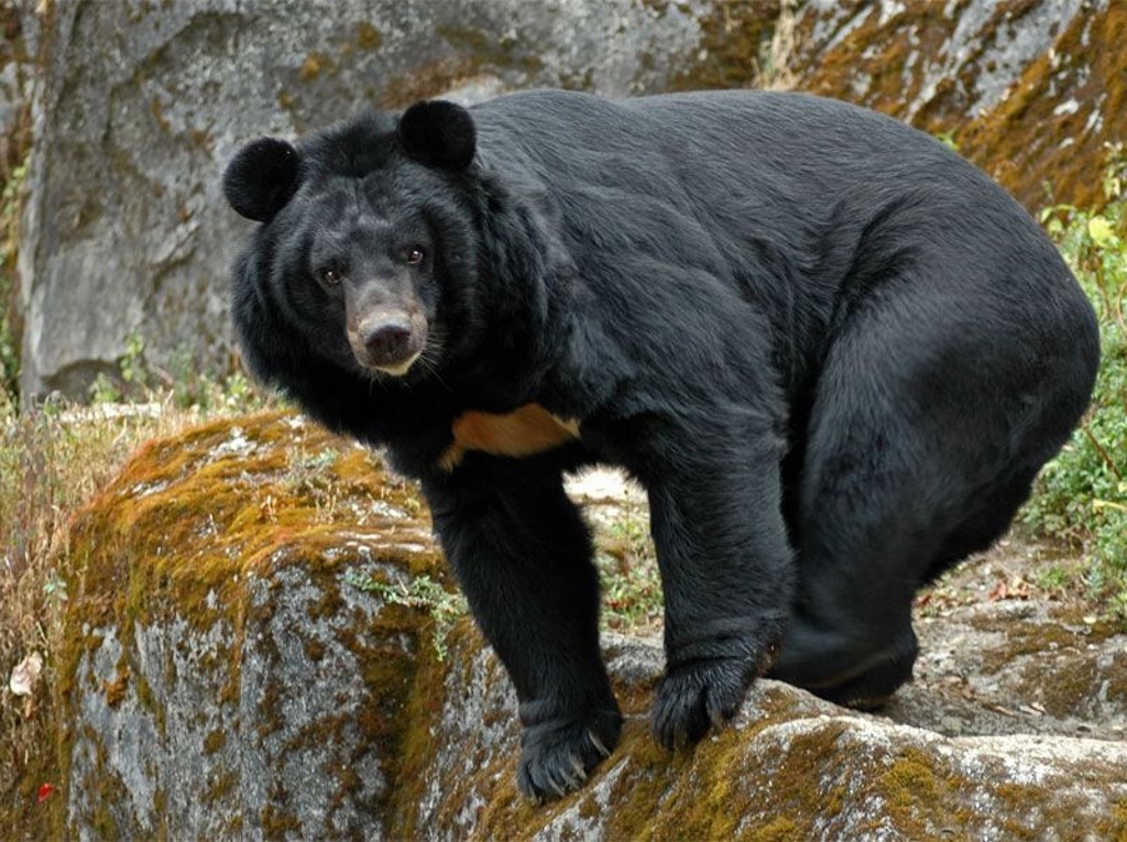 Медведь крупное млекопитающее. Гималайский белогрудый медведь. Уссурийский белогрудый медведь. Бурый и белогрудый медведь. Бурый и Гималайский медведь.