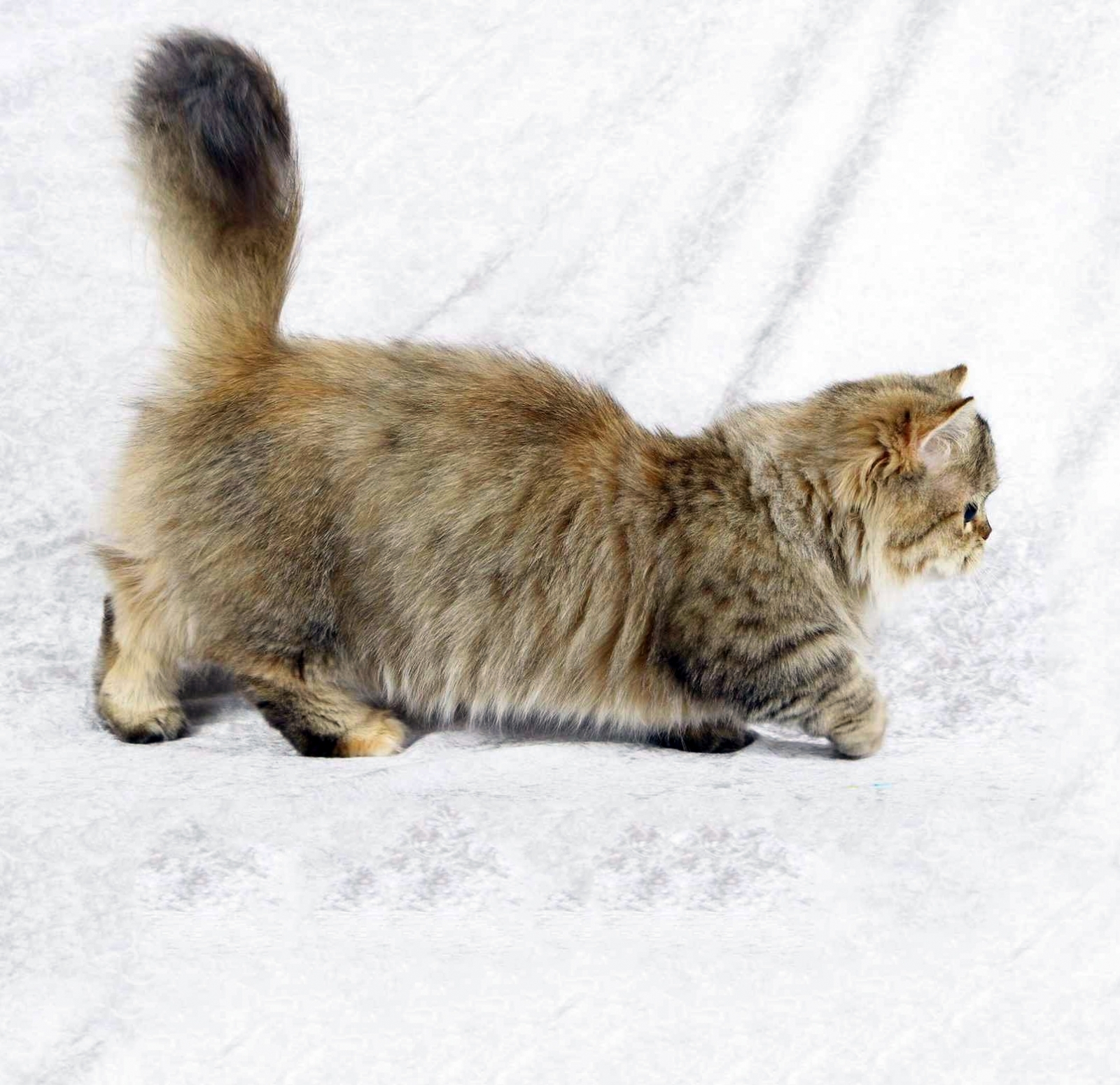 Short кот. Коротколапый Манчкин. Манчкин длинношёрстный кошка. Манчкин Менуэт Наполеон. Кошки породы Наполеон Манчкин.