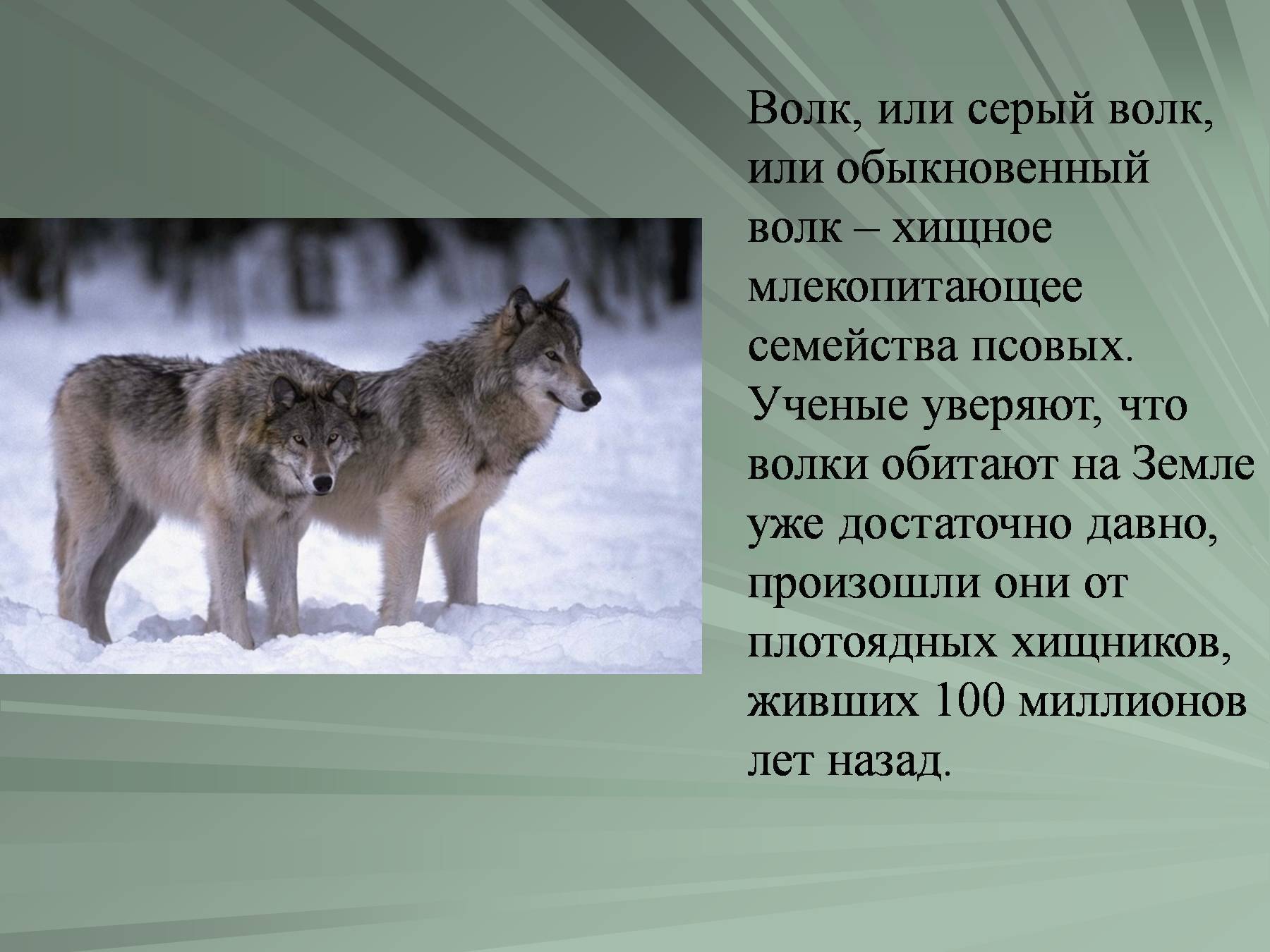 Сообщение о волке