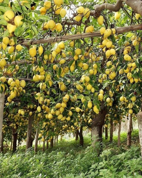 Лимонный сад, неописуемая красота 🍋😍