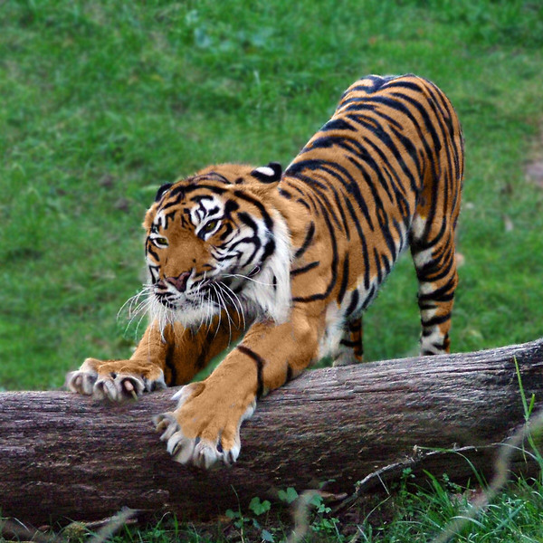 Все подвиды тигров внесены в Красную книгу многих стран, охота на них строго запрещена!