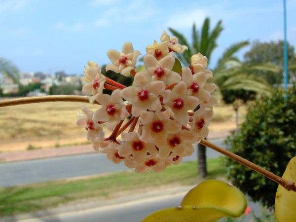 Хойя, Восковой плющ
Hoya 
Семейство: Ластовневые (Asclepiadaceae) 
Происхождение: Азия (Китай, Индия), Австралия 

Названа в честь английского садовода Т. Хоя 

