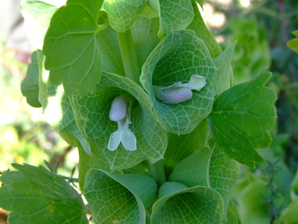 Молюцелла гладкая
Moluccella laevis 
Семейство: Яснотковые / Губоцветные (Lamiaceae / Labiatae)
Происхождение: Восточное Средиземноморье 

