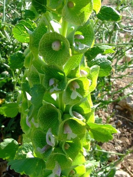 Молюцелла гладкая
Moluccella laevis 
Семейство: Яснотковые / Губоцветные (Lamiaceae / Labiatae)
Происхождение: Восточное Средиземноморье 

