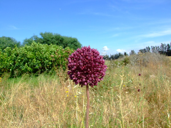 Лук жемчужный, Лук виноградный
Allium ampeloprasum
Семейство: Луковые / Лилейные / Гиацинтовые (Alliaceae / Liliaceae / Hyacinthaceae)
Происхождение: Средиземноморье

Существуют две версии происхождения названия рода. Одни исследователи считают, что род обязан своим названием чесноку: в Древнем Риме чеснок называли Allium. Другие связывают происхождение этого родового названия с кельтским словом all - жгучий.  
