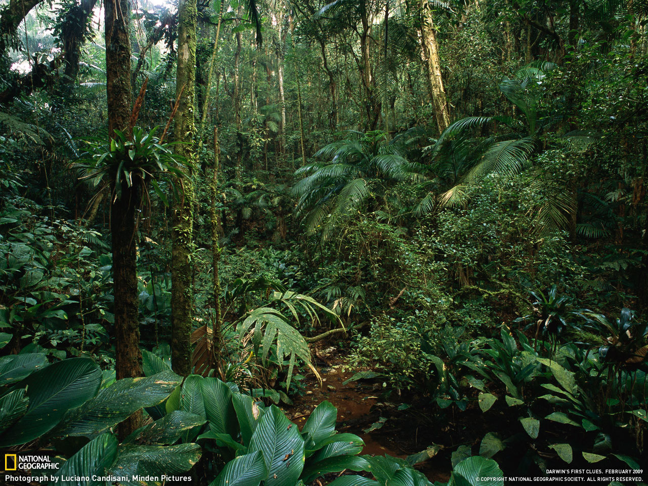 Зона влажных лесов австралии. Древняя Индия джунгли. Тропические джунгли Индии. Тропические леса Индии. Джунгли Индии в древности.
